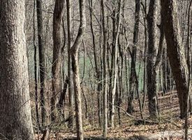 7.1+/-acres Lake front property