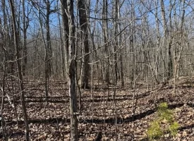 0.88+/-acres wooded lot near Graysville Tn