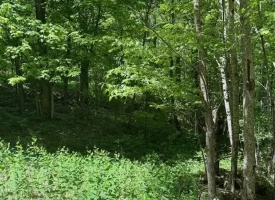 132.84+/-acres, with Rustic Hunting cabin that offers the ultimate private retreat in the mountains of Pikeville TN