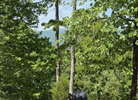 132.84+/-acres, with Rustic Hunting cabin that offers the ultimate private retreat in the mountains of Pikeville TN