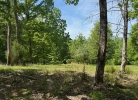 132.84+/-acres, with Rustic Hunting cabin that offers the ultimate private retreat in the mountains of Pikeville TN