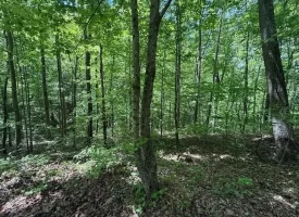 132.84+/-acres, with Rustic Hunting cabin that offers the ultimate private retreat in the mountains of Pikeville TN