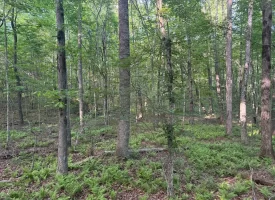 Discover the potential of this beautiful 13.49+/-acre tract in Beersheba Springs, TN.