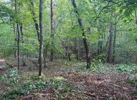 Discover the potential of this beautiful 13.49+/-acre tract in Beersheba Springs, TN.