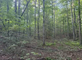Discover the potential of this beautiful 13.49+/-acre tract in Beersheba Springs, TN.