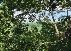 Stunning 2.5+/-acre unrestricted property on Middle Ridge Road in Beersheba Springs, TN