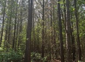 400.16+/- acres Perfect Opportunity for your Family Compound.
