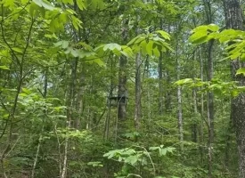 Escape to the peace and privacy of rural Grundy County with this beautiful 5.01+/-acres