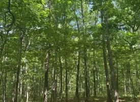 Escape to the peace and privacy of rural Grundy County with this beautiful 5.01+/-acres