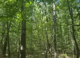 Escape to the peace and privacy of rural Grundy County with this beautiful 5.01+/-acres
