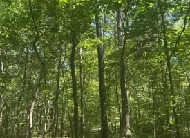 Escape to the peace and privacy of rural Grundy County with this beautiful 5.01+/-acres