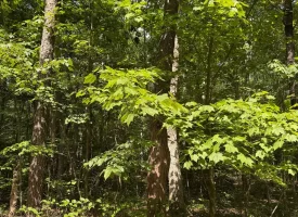 Escape to the peace and privacy of rural Grundy County with this beautiful 5.01+/-acres