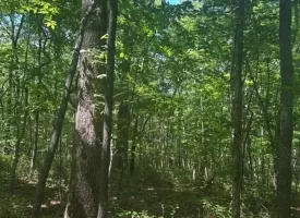 Escape to the peace and privacy of rural Grundy County with this beautiful 5.01+/-acres