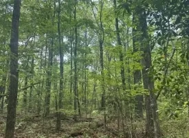 Escape to the peace and privacy of rural Grundy County with this beautiful 5.01+/-acres