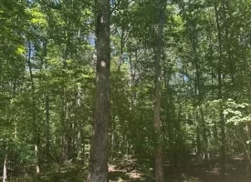 Escape to the peace and privacy of rural Grundy County with this beautiful 5.01+/-acres