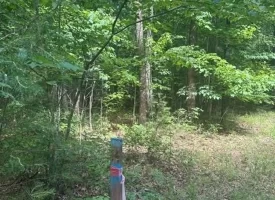 Escape to the peace and privacy of rural Grundy County with this beautiful 5.01+/-acres