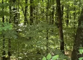 40+/-acres in Sequatchie Valley with a Creek