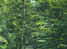 40+/-acres in Sequatchie Valley with a Creek