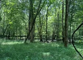 40+/-acres in Sequatchie Valley with a Creek