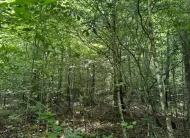 40+/-acres in Sequatchie Valley with a Creek
