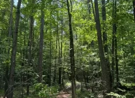 40+/-acres in Sequatchie Valley with a Creek