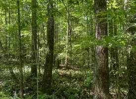 40+/-acres in Sequatchie Valley with a Creek