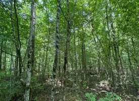 40+/-acres in Sequatchie Valley with a Creek