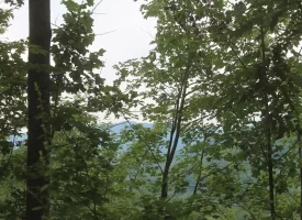 Rare opportunity to own 1016.06+/-acres of breathtaking mountain property in Huntsville TN. Located off of Norma Road