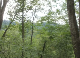 Rare opportunity to own 1016.06+/-acres of breathtaking mountain property in Huntsville TN. Located off of Norma Road