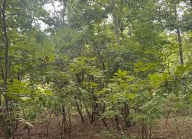 1.54+/-acres wooded lot located in the gated community of Sequatchie Point