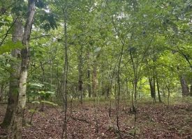 1.54+/-acres wooded lot located in the gated community of Sequatchie Point