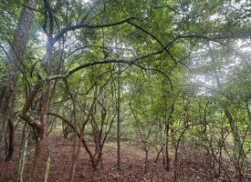 1.54+/-acres wooded lot located in the gated community of Sequatchie Point