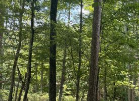 5.38+/-acres Offering stunning, pristine bluff views