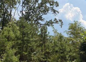 5.38+/-acres Offering stunning, pristine bluff views