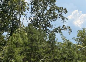 5.38+/-acres Offering stunning, pristine bluff views