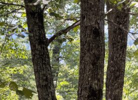 5.38+/-acres Offering stunning, pristine bluff views