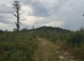 Beautiful 5+/-acre tract on Bethel Road in Hammondville, AL