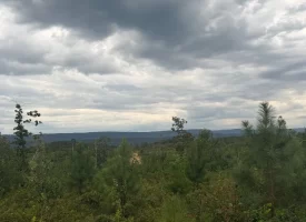 Beautiful 5+/-acre tract on Bethel Road in Hammondville, AL