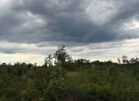 Beautiful 5+/-acre tract on Bethel Road in Hammondville, AL