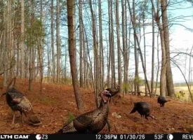 Beautiful 5+/-acre tract on Bethel Road in Hammondville, AL