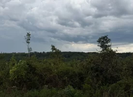 Beautiful 5+/-acre tract on Bethel Road in Hammondville, AL