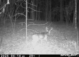 Beautiful 5+/-acre tract on Bethel Road in Hammondville, AL